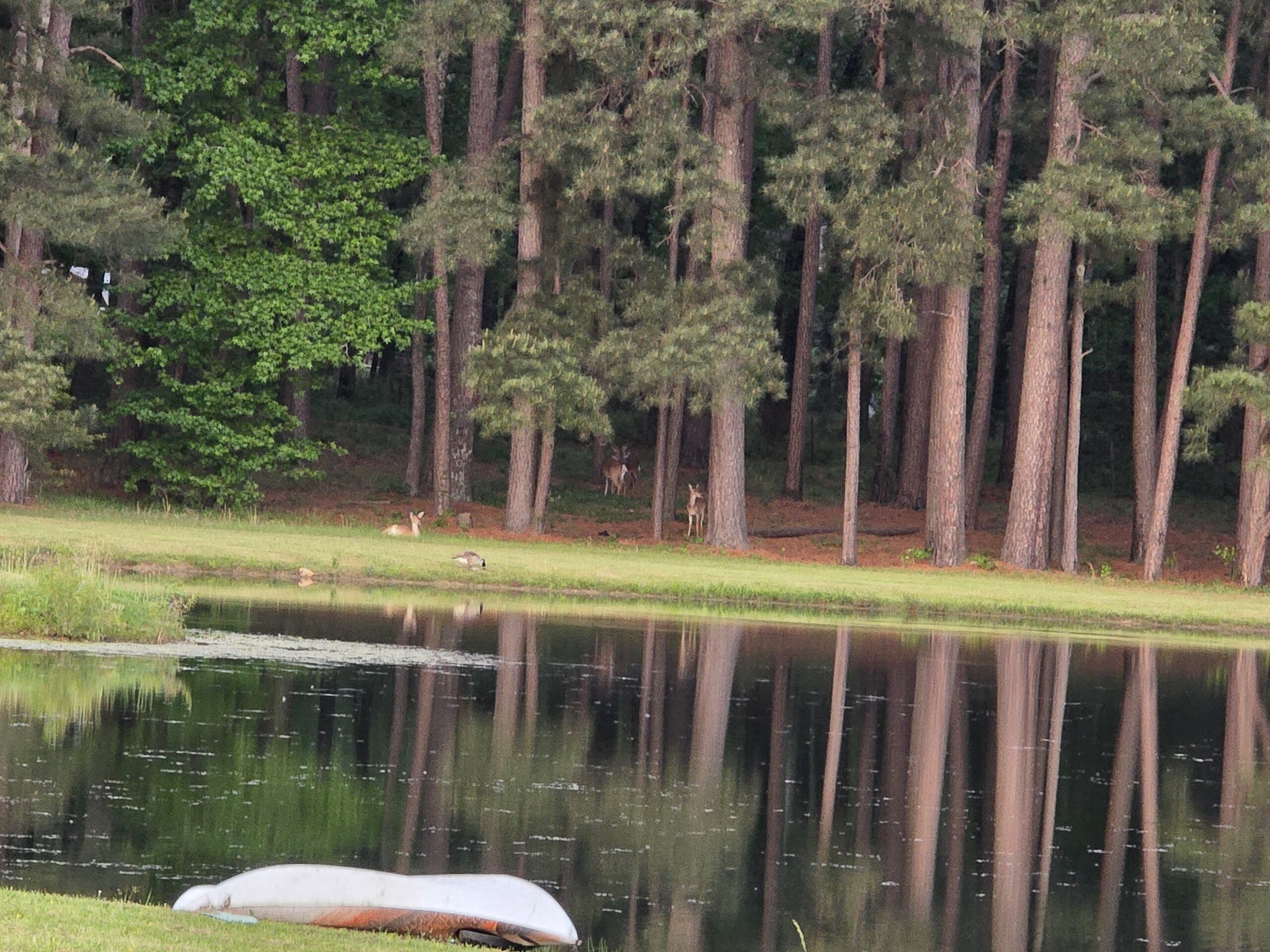 Quiet wooded pond setting at LiveStrong